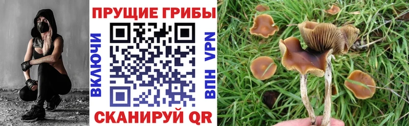 Галлюциногенные грибы Psilocybe  продажа наркотиков  Красновишерск 